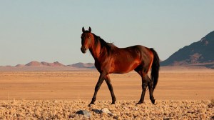 wild_horse_landscape_neweb