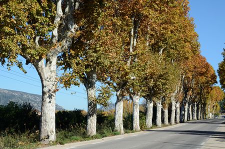 avenue-of-plane-trees-in-provence-531277472-5886331c5f9b58bdb388b0ae