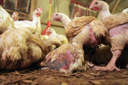 Sick and deformed chickens suffering inside a chicken factory farm
