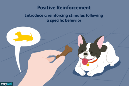 what-is-positive-reinforcement-2795412-5b4e2ffec9e77c003ec7cc63