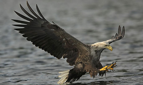 Sea Eagle