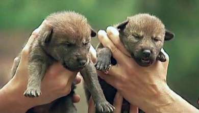 200116_wolf_pups