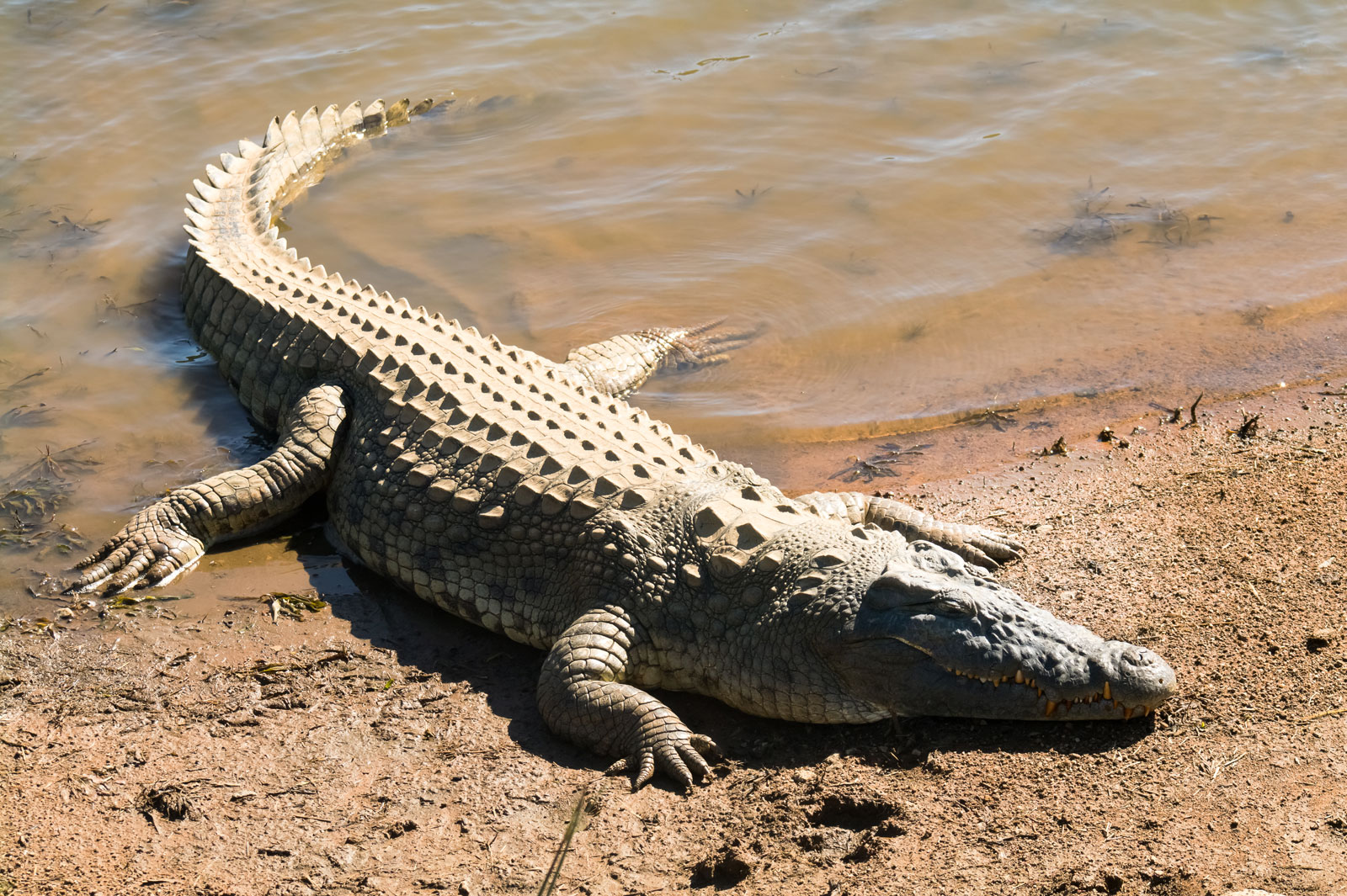 crocodile-Nile-swath-one-sub-Saharan-Africa-Madagascar